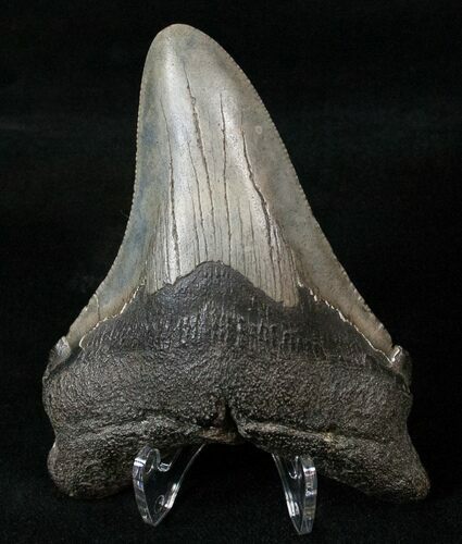 South Carolina Megalodon Tooth #15527